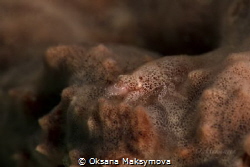 Cryptic Sponge Shrimp (Gelastocaris paronae)
Romblon, Ph... by Oksana Maksymova 